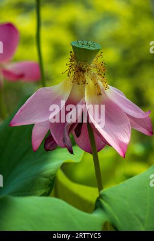 Gros plan de fleur de Lotus rose Nelumbo nucifera sur le fond vert. Photographie de nature vivante. Banque D'Images