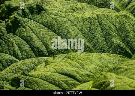 Gunnera manicata, connue sous le nom de rhubarbe géante brésilienne ou rhubarbe géante, est une espèce de plante à fleurs de la famille des Gunneraceae Banque D'Images