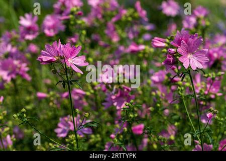 Malva alcea plus grand musc-mauve, mauve à feuilles coupées, mauve vervaine ou mauve hollyhock dans le jardin d'été Banque D'Images