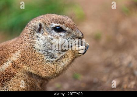 Portrait d'écureuil du Cap, écureuil du sol sud-africain, Geosciurus inauris Banque D'Images