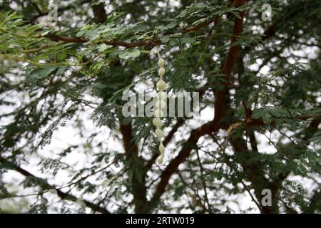 Gousses immatures sur gomme arabique (Acacia nilotica) : (pix Sanjiv Shukla) Banque D'Images