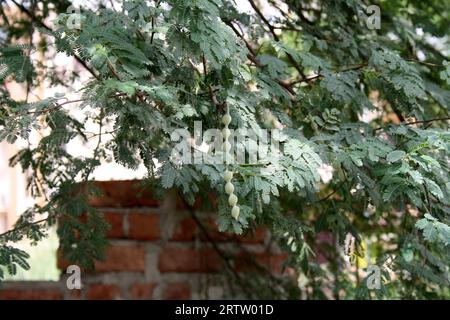 Gousses immatures sur gomme arabique (Acacia nilotica) : (pix Sanjiv Shukla) Banque D'Images