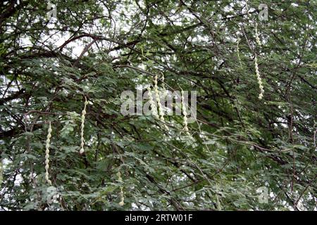 Gousses immatures sur gomme arabique (Acacia nilotica) : (pix Sanjiv Shukla) Banque D'Images