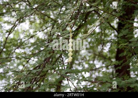 Gousses immatures sur gomme arabique (Acacia nilotica) : (pix Sanjiv Shukla) Banque D'Images