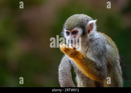 Portrait de singe écureuil mâle adulte Banque D'Images