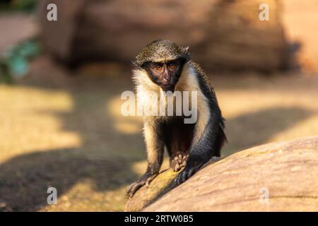 Corps entier du jeune singe Diana, enfant Cercopithecus diana Banque D'Images