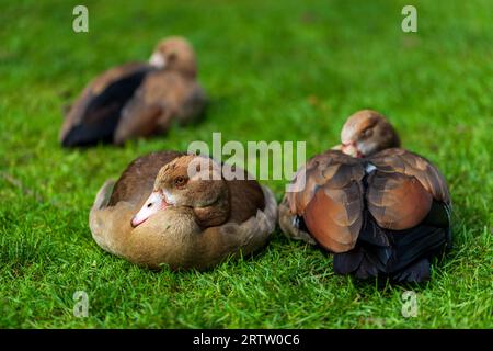 Femelles égyptiennes (Alopochen aegyptiaca) sur le pré vert Banque D'Images