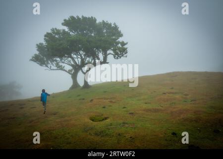 Vue d'un jeune garçon sautant devant un Laurier solitaire debout dans la forêt de Fanal à Madère, au Portugal, tandis que le brouillard dense rampant la montagne Banque D'Images