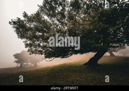 Vue panoramique d'un majestueux Laurier penché dans la forêt de Fanal à Madère, au Portugal, entouré d'un brouillard dense rampant la montagne Banque D'Images