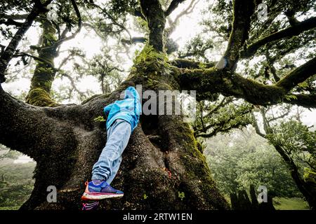 Vue d'une petite fille explorant la grotte d'arbre d'un Laurier dans la forêt Fanal à Madère, Portugal, tandis que la brume dense créant une atmosphère effrayante Banque D'Images