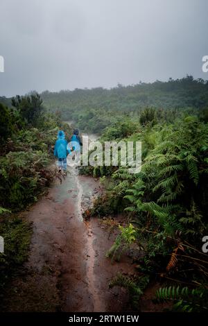 Vue de deux enfants marchant à travers les plaines densément végétalisées de la forêt Fanal à Madère, au Portugal, tandis que la brume pénètre mystiquement de tous les côtés Banque D'Images