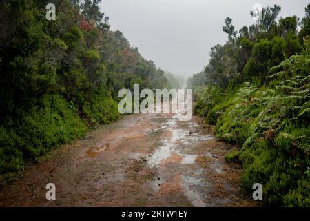 Vue d'un sentier de randonnée à travers les plaines densément végétalisées de la forêt de Fanal à Madère, au Portugal, tandis que la brume pénètre mystiquement de tous les côtés Banque D'Images