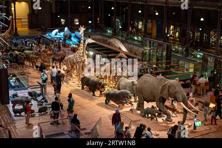 Défilé de mammifères africains dans la Grande Galerie de l'évolution du Muséum national d'histoire naturelle de Paris. Banque D'Images