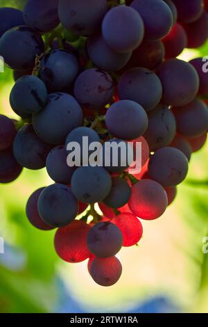 Ensoleillé gros plan de raisins poussant dans un vignoble. Gros plan de raisins suspendus à la branche. Avec mise au point sélective sur le sujet. Banque D'Images