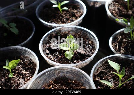 Gros plan de semis d'herbe à chat poussant dans des pots en plastique recyclé. Concept recyclé, réutilisable, zéro déchet. Légumes maison. Plantes en pot. Banque D'Images