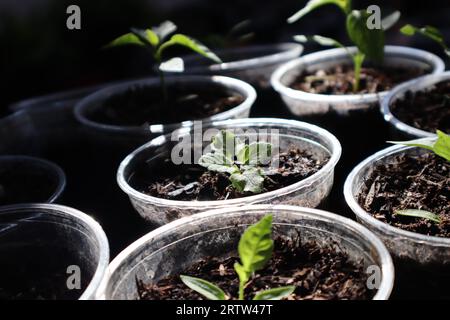 Gros plan de semis d'herbe à chat poussant dans des pots en plastique recyclé. Concept recyclé, réutilisable, zéro déchet. Légumes maison. Plantes en pot. Banque D'Images