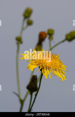 Une variété de pissenlit Taraxacum officinale poussant sur les terres agricoles North Norfolk, Royaume-Uni Banque D'Images