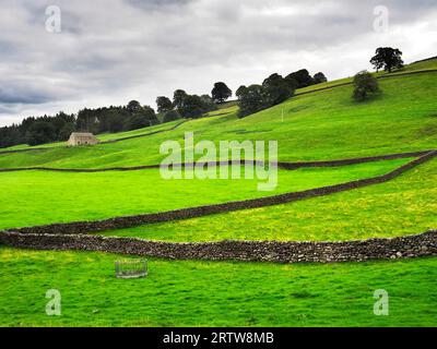 Prairies d'été le long de la Nidderdale Way entre WATH et Heathfield Nidderdale AONB North Yorkshire Angleterre Banque D'Images