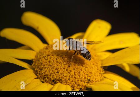 Aéroglisseur Eristalis arbustorum sur fleur de souci de maïs Banque D'Images