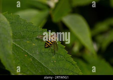 Syrphus espèce hoverfly sur la feuille Banque D'Images
