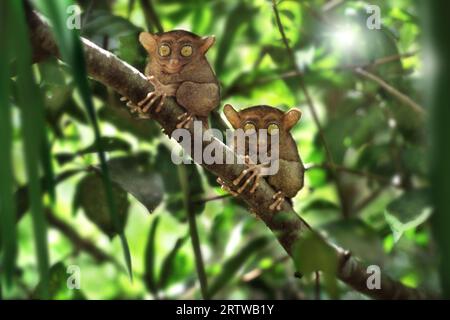 Tarsier - Chocolate Hills Banque D'Images