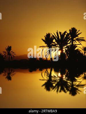 Une oasis dans le désert au coucher du soleil. Banque D'Images