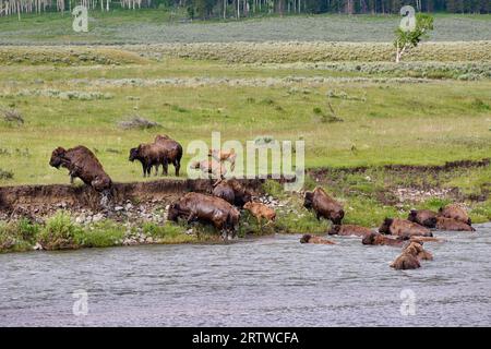 Troupeau de bisons américains (Bison bison) traversant la rivière Lamar, parc national de Yellowstone, Wyoming, États-Unis d'Amérique Banque D'Images