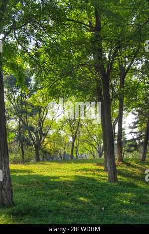 Découvrez le kaléidoscope de la nature en Chine tandis que l'herbe colorée et les arbres peignent une tapisserie fascinante de beauté Banque D'Images