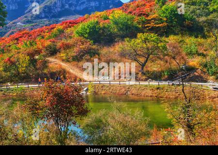 Découvrez le kaléidoscope de la nature en Chine tandis que l'herbe colorée et les arbres peignent une tapisserie fascinante de beauté Banque D'Images