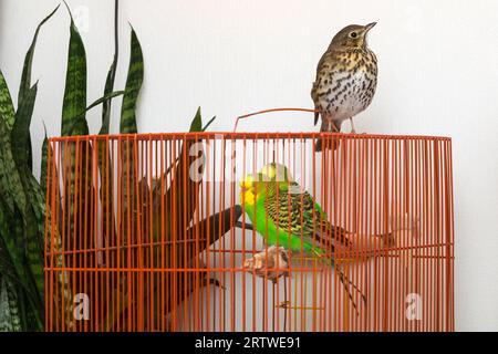 Muguet de chant assis sur une cage avec deux budgerigars dedans sur fond de mur blanc. Banque D'Images