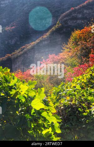 Découvrez le kaléidoscope de la nature en Chine tandis que l'herbe colorée et les arbres peignent une tapisserie fascinante de beauté Banque D'Images