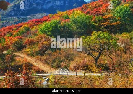 Découvrez le kaléidoscope de la nature en Chine tandis que l'herbe colorée et les arbres peignent une tapisserie fascinante de beauté Banque D'Images