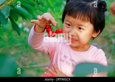 Comté de Luannan - 23 mai 2018 : une jeune fille cueillant de grosses cerises dans un verger, comté de Luannan, province du Hebei, Chine Banque D'Images