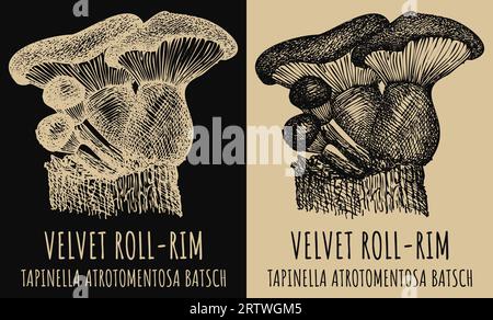 Dessins vectoriels ROLL-RIM VELOURS . Illustration dessinée à la main. Nom latin TAPINELLA ATROTOMENTOSA BATSCH. Banque D'Images