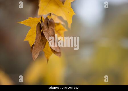 Gros plan des feuilles d'érable jaune (Acer) et de ses fruits dans la forêt en automne. Mise au point sélective. Humeur de chute. Banque D'Images