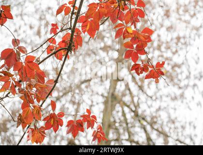 Vigne sauvage rougeâtre (Parthenocissus vitacea). Ambiance automnale. Regardez d'en bas. Branches d'arbre en arrière-plan. Banque D'Images