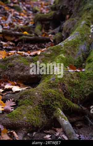 Racines d'arbre moussues dans la forêt d'automne. Feuilles tombées. Banque D'Images