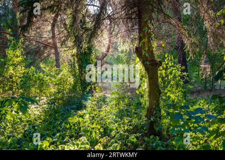 Forêt de jungle avec des plantes colorées et des rayons du soleil. Fourrés denses de forêt sauvage Banque D'Images
