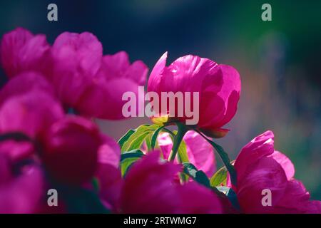 Paeonia mascula subsp. russi Banque D'Images