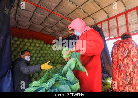 COMTÉ de LUANNAN, Chine - 10 novembre 2021 : les agriculteurs trient les navets et les mettent dans le chariot, dans le nord de la Chine Banque D'Images