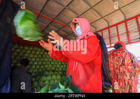 COMTÉ de LUANNAN, Chine - 10 novembre 2021 : les agriculteurs trient les navets et les mettent dans le chariot, dans le nord de la Chine Banque D'Images