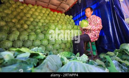 COMTÉ de LUANNAN, Chine - 10 novembre 2021 : les agriculteurs trient les navets et les mettent dans le chariot, dans le nord de la Chine Banque D'Images