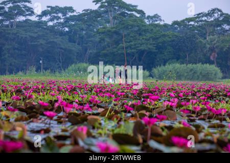 Les voyageurs se déplacent sur un petit bateau à l'intérieur d'un grand plan d'eau appelé `Shatla beel' rempli de nénuphars rouges, à Ujirpur dans Barisal. Bangladesh. Banque D'Images