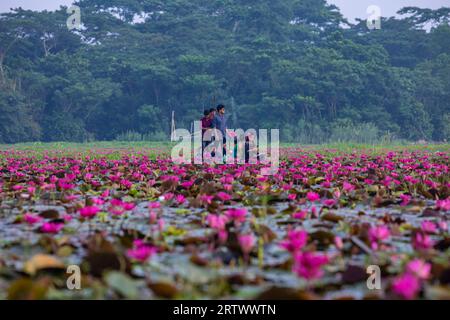 Les voyageurs se déplacent sur un petit bateau à l'intérieur d'un grand plan d'eau appelé `Shatla beel' rempli de nénuphars rouges, à Ujirpur dans Barisal. Bangladesh. Banque D'Images