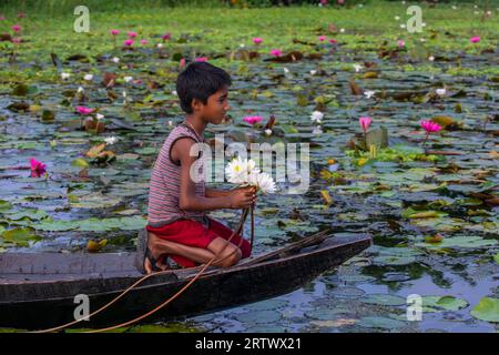 Un enfant rural bangladais récolte des nénuphars dans un grand plan d'eau nommé 'Shatla beel' à Ujirpur dans le Barisal. Bangladesh. Banque D'Images