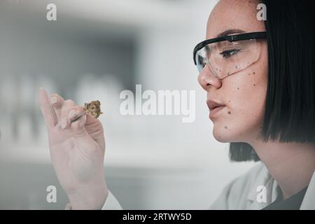Science, échantillon et femme asiatique en laboratoire pour l'analyse des plantes, la recherche médicale et l'étude. Horticulture, cannabis et scientifique avec de la marijuana pour Banque D'Images