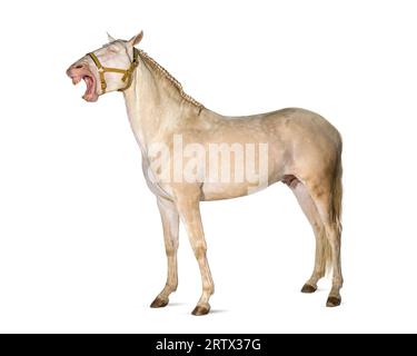 Cheval, portant un harnais, la bouche grande ouverte montrant sa langue et ses dents, a l'air de rire à voix haute, isolé sur blanc Banque D'Images