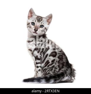 Vue latérale d'un chaton chat Bengal aux yeux bleus assis, isolé sur blanc Banque D'Images