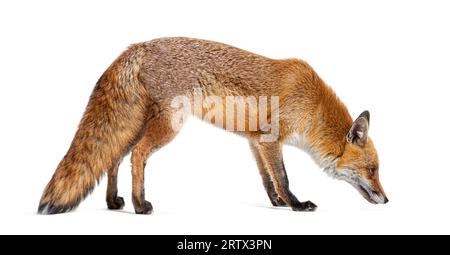 Vue latérale d'un renard roux regardant vers le bas et reniflant le sol, deux ans, isolé sur blanc Banque D'Images