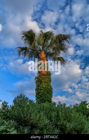 Palmier vert sauvage sur l'île de Rab en Croatie Banque D'Images